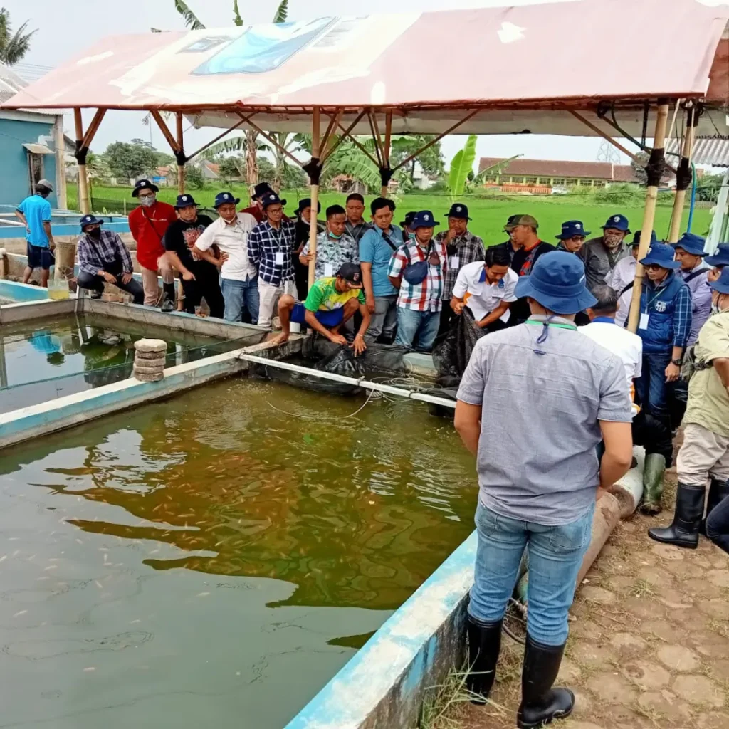 pelatihan profil bisnis budidaya ikan air tawar brililant specialist development program bsdp m